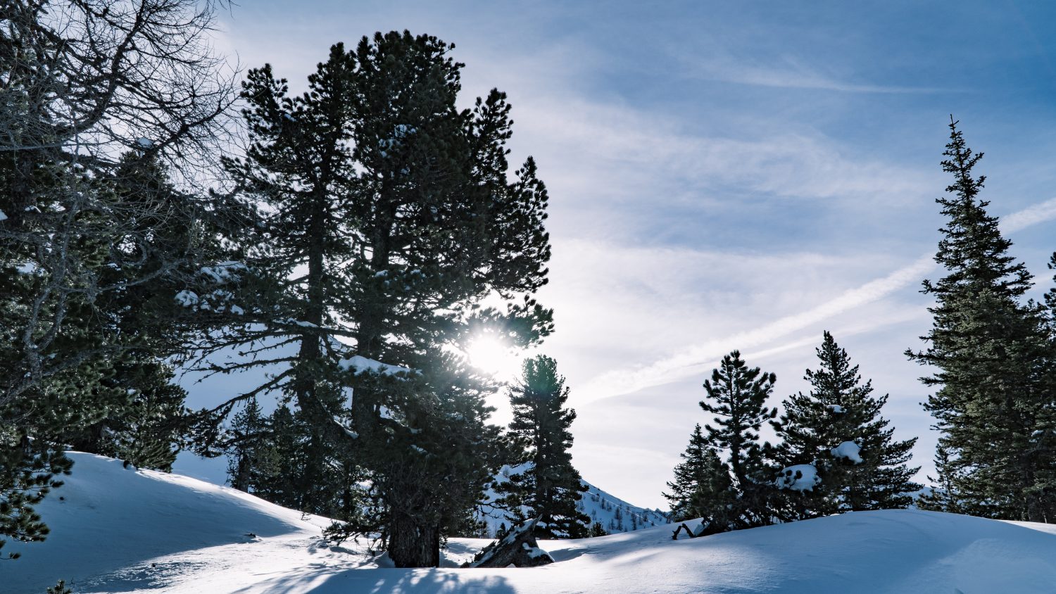 Die winterliche Natur am Graukogel