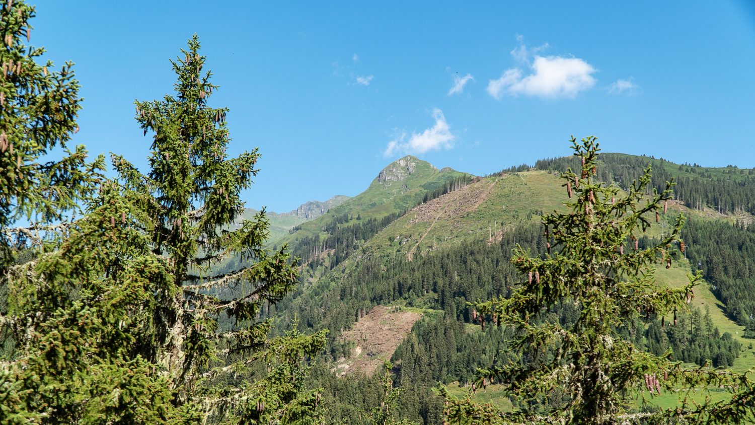 Blick aus einem Wald auf einen Berg