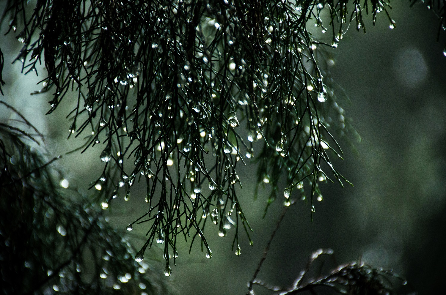 Regentropfen am Baum