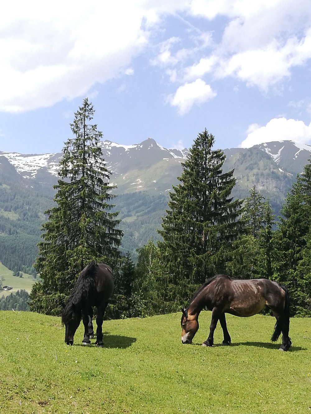 Pferde in der Gasteiner Landschaft