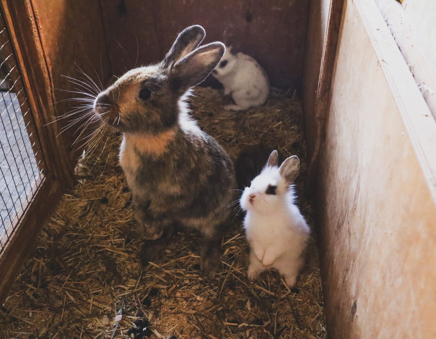 Kinderstall mit Hasen am Zittrauerhof in Bad Hofgastein