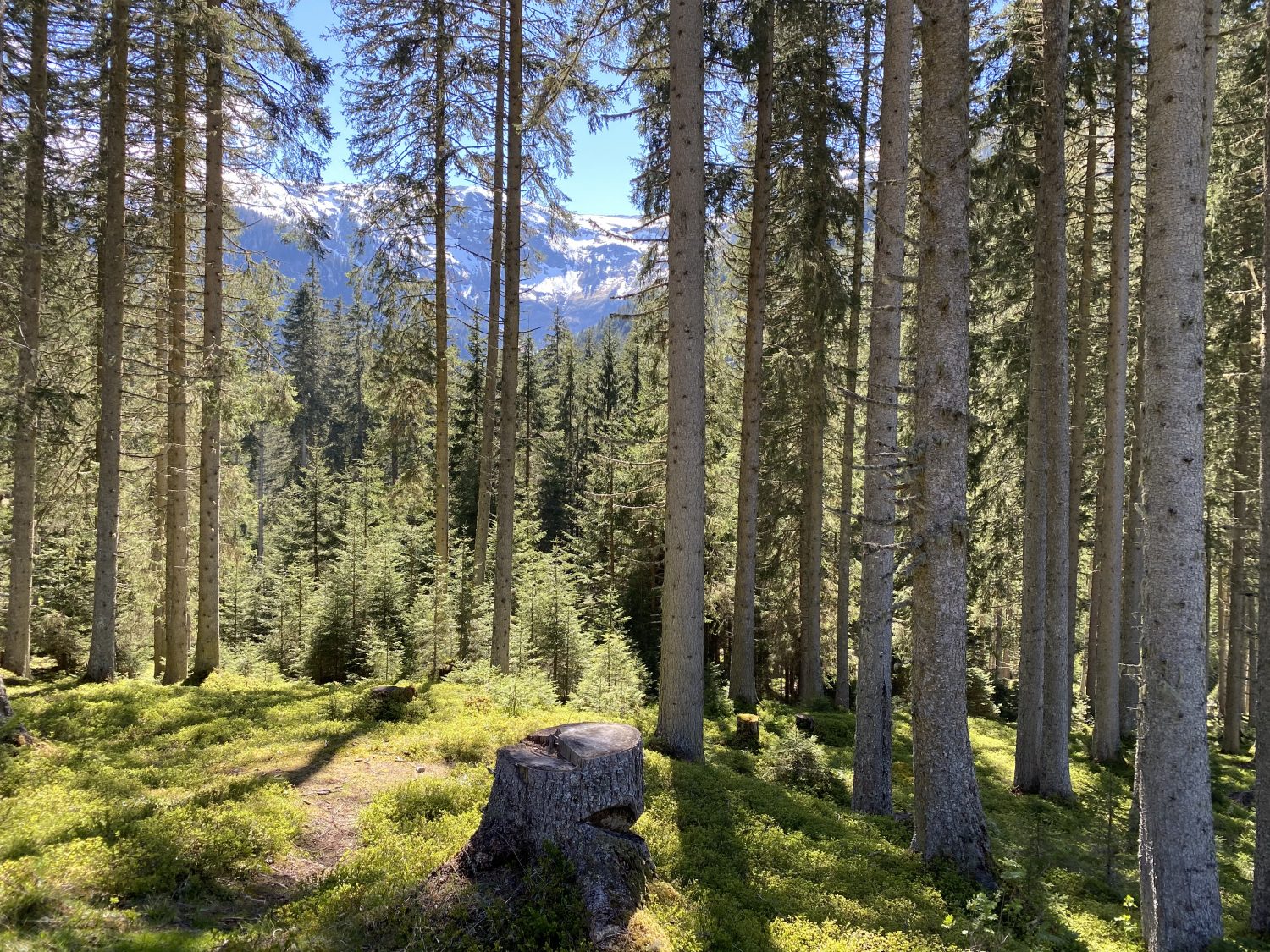 Fichtenwald Bad Hofgastein Angertal Waldbaden