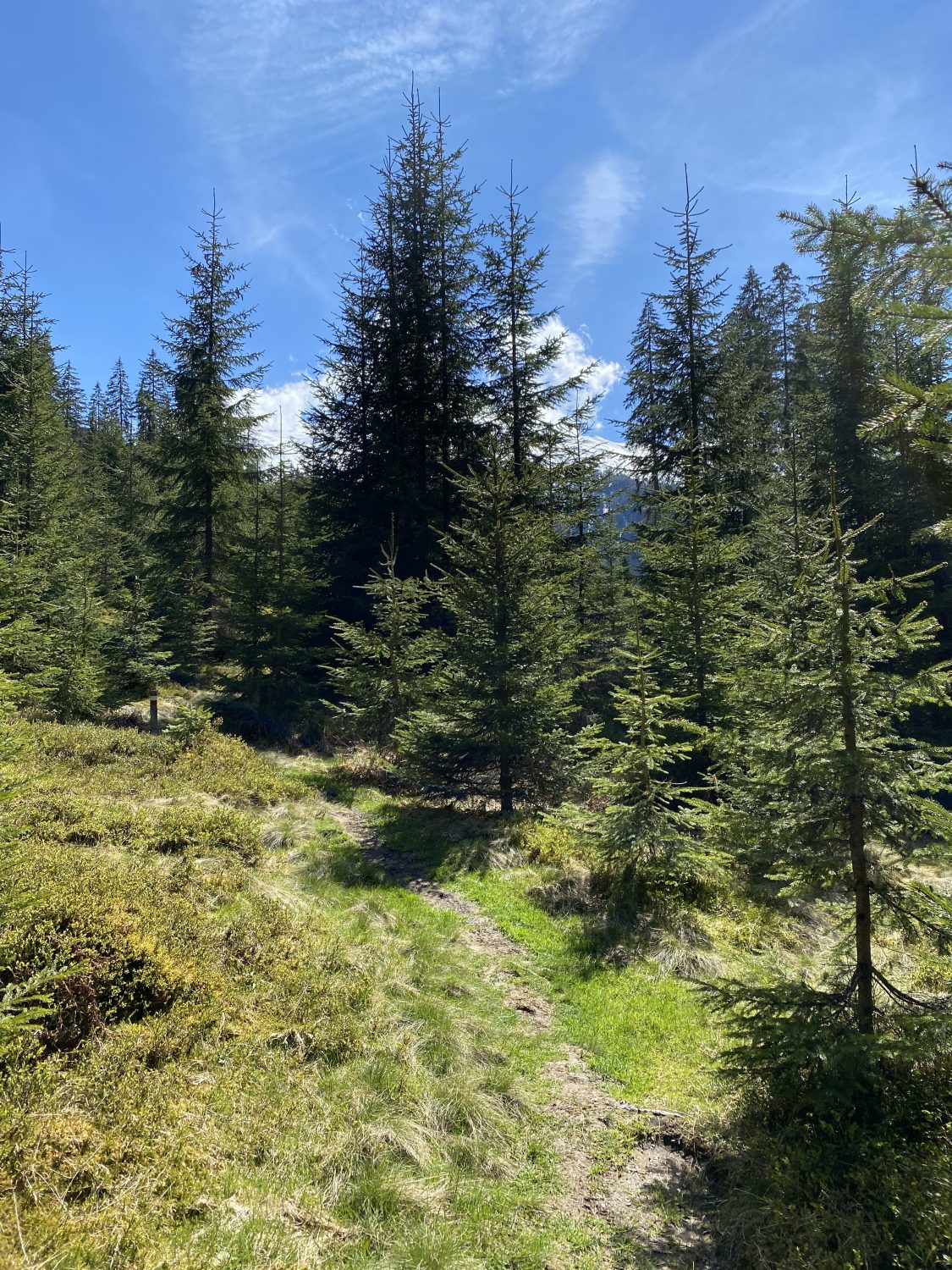 Waldpfad Waldbaden Angertal Bad Hofgastein