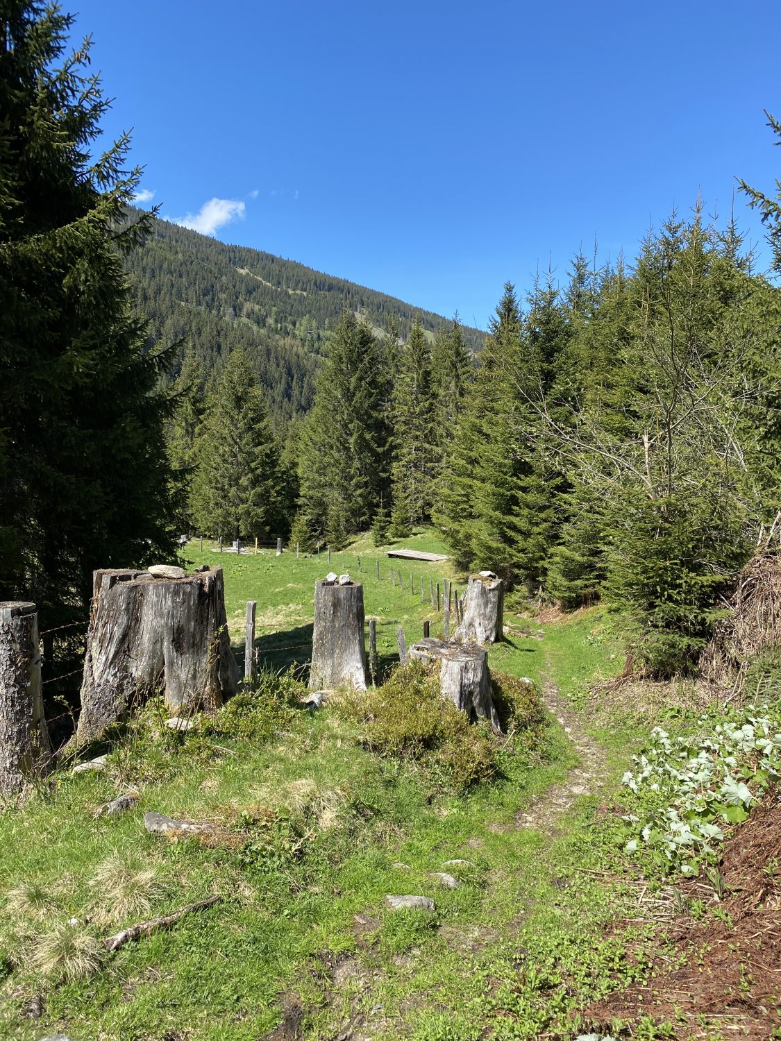 Baumstümpfe Waldbaden Angertal Bad Hofgastein