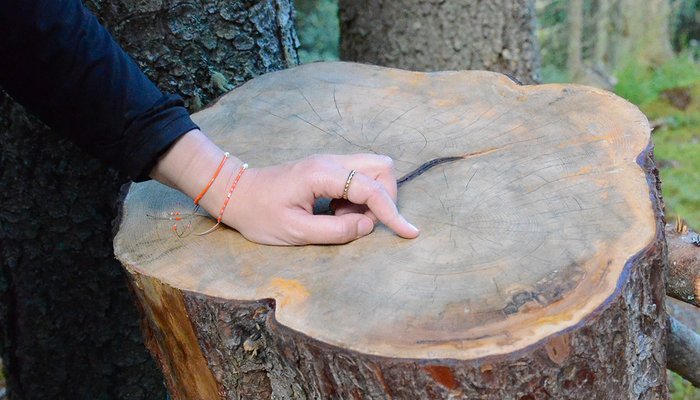 Jahresringe am Baum zählen