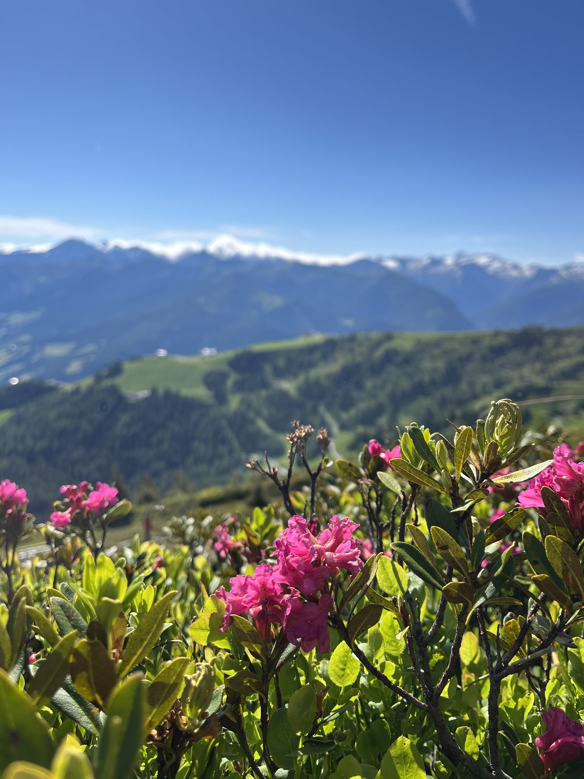 Beim Blumenpfad in Dorfgastein die Flora des Fulseck kennenlernen