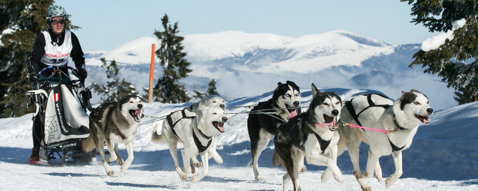 Hundeschlittenfahrt in Sportgastein