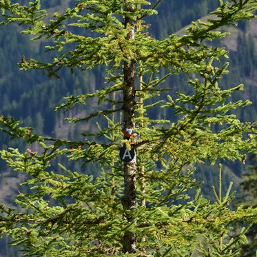 Vogel auf einem Baum