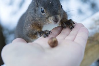 Ein Eichhörnchen in Gastein nähert sich ohne Scheu einer offenen Hand mit einer kleinen Nuss. 