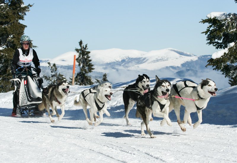 Hundeschlittenfahrt in Sportgastein
