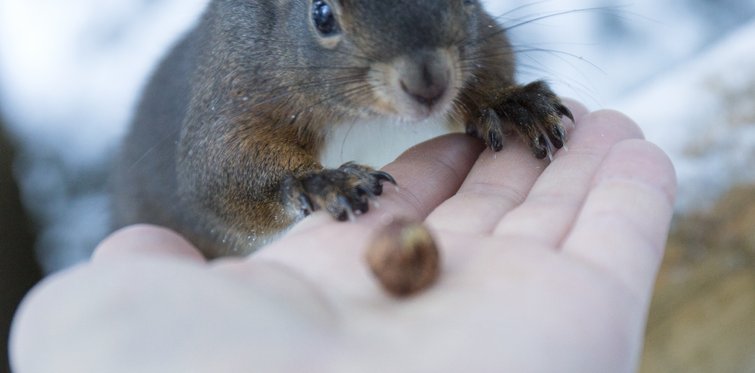 Ein Eichhörnchen in Gastein nähert sich ohne Scheu einer offenen Hand mit einer kleinen Nuss. 