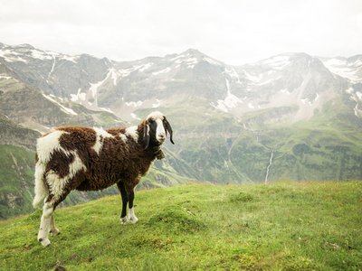 Schaf Sportgastein