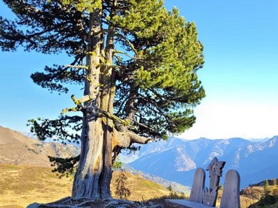 Leidalm