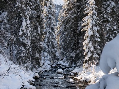 Impressionen Winterwald