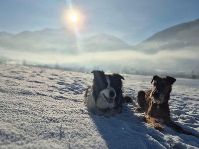 Social Walk Winter