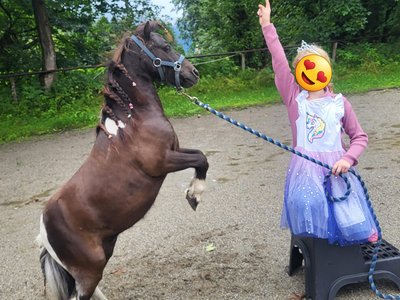 Pony