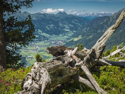 Zirbenwanderung