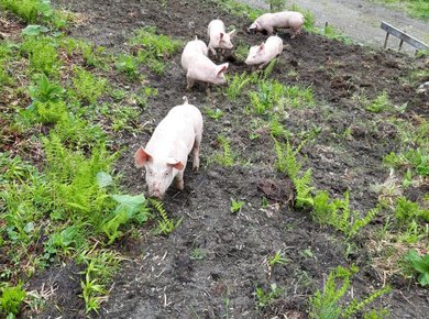 Schweine auf der Alm