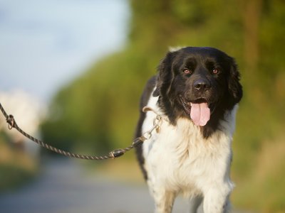 Social Walk Sommer