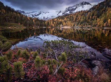 Reedsee