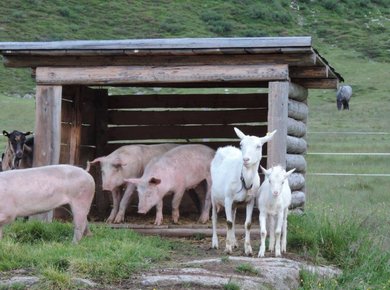 Schweine und Ziegen