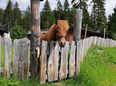 Pony