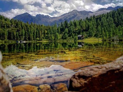 Reedsee